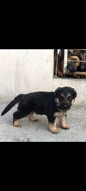 German shepherd puppy for sale 1