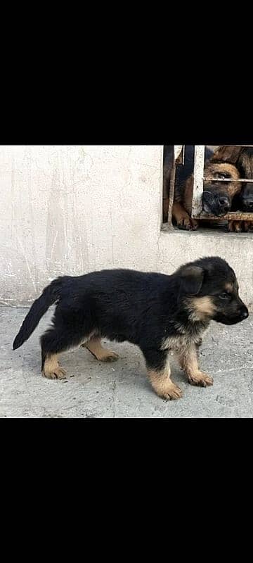 German shepherd puppy for sale 2