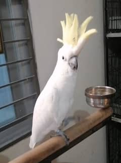 Cockatoo For Sale