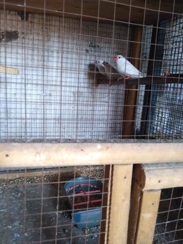 Snow white breeders Finches 3pairs available for sale 0