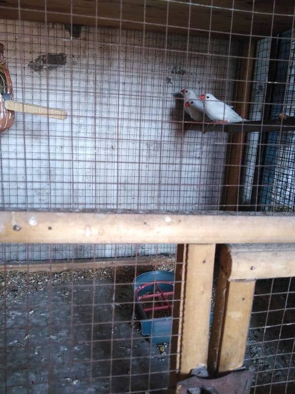 Snow white breeders Finches 3pairs available for sale 3