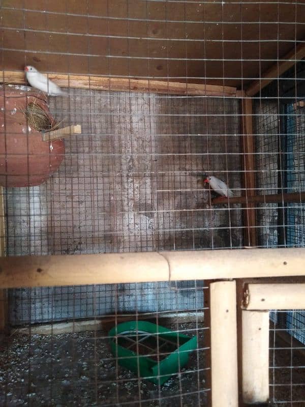 Snow white breeders Finches 3pairs available for sale 4