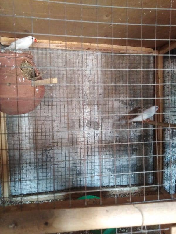 Snow white breeders Finches 3pairs available for sale 6