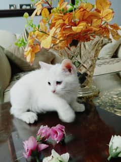 Persian Kitten