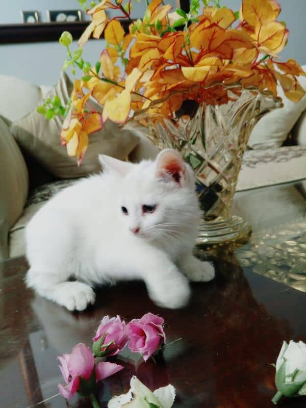 Persian Kitten 0