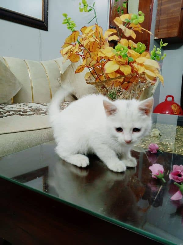 Persian Kitten 1