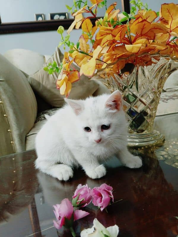 Persian Kitten 2