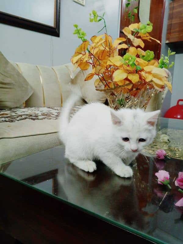 Persian Kitten 3