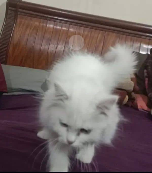 Persian cat My WhatsApp number 03304246398 for sale 0