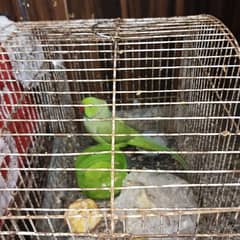 Raw Parrot for Sale