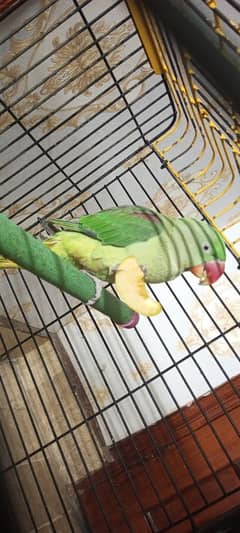 Kashmiri Raw Parrot with Cage For Sale - Age 1 Year