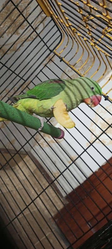 Kashmiri Raw Parrot with Cage For Sale - Age 1 Year 1