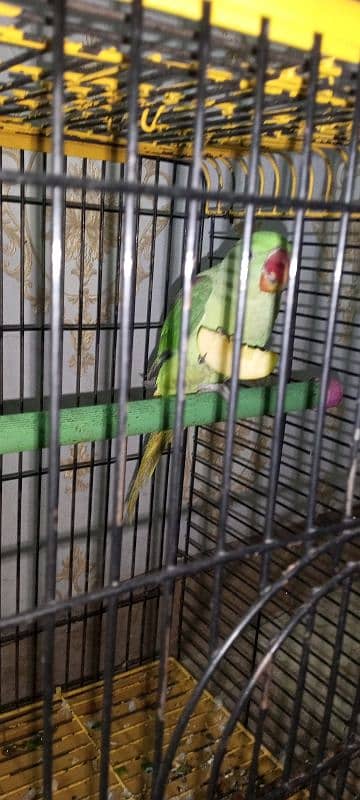 Kashmiri Raw Parrot with Cage For Sale - Age 1 Year 2