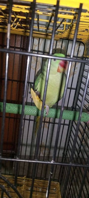 Kashmiri Raw Parrot with Cage For Sale - Age 1 Year 3