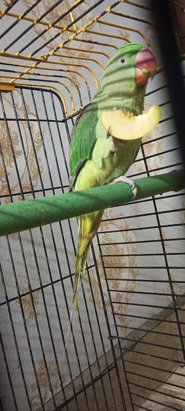 Kashmiri Raw Parrot with Cage For Sale - Age 1 Year 4