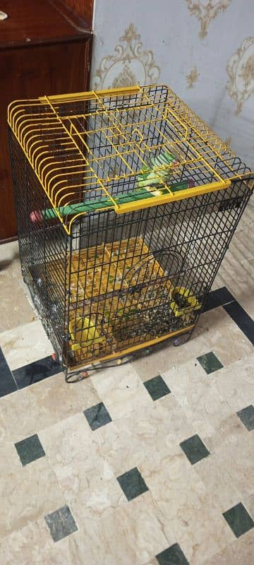 Kashmiri Raw Parrot with Cage For Sale - Age 1 Year 5