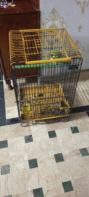 Kashmiri Raw Parrot with Cage For Sale - Age 1 Year 6