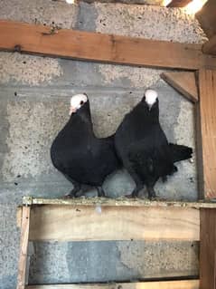 Black moqi breader pair forsale Contct WhatsApp