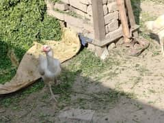 hera aseel chicks and aseel chicks for sale