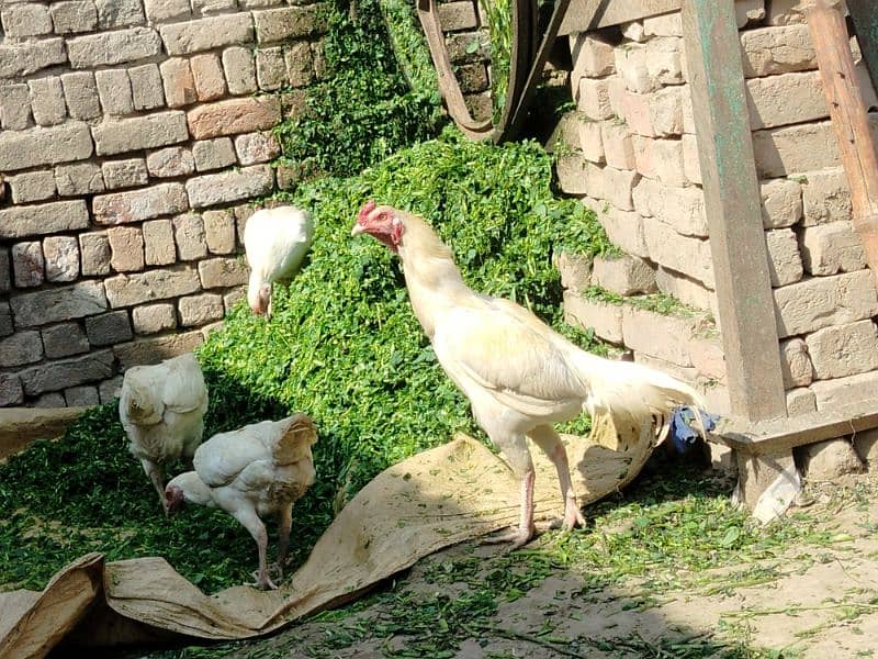 hera aseel chicks and aseel chicks for sale 1