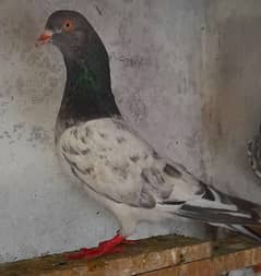 pigeon golden' sailkoti , argent sale 03224690184