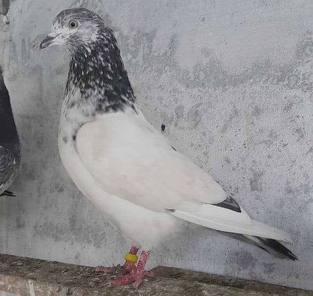 pigeon golden' sailkoti , argent sale 03224690184 1