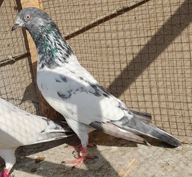 pigeon golden' sailkoti , argent sale 03224690184 2