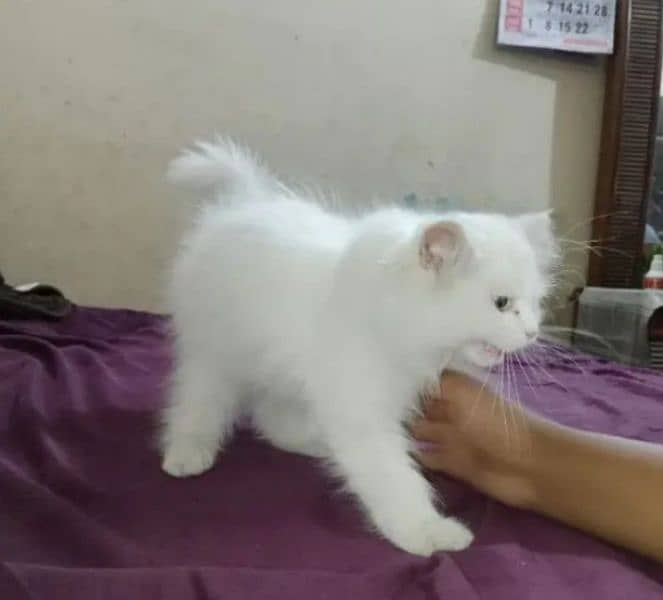 Persian cat My WhatsApp number 03304246398 for sale 1