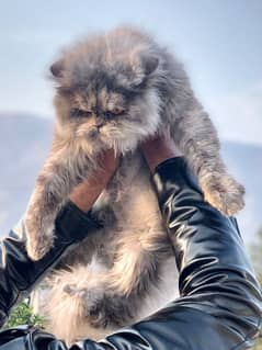 punch face Persian cat grey