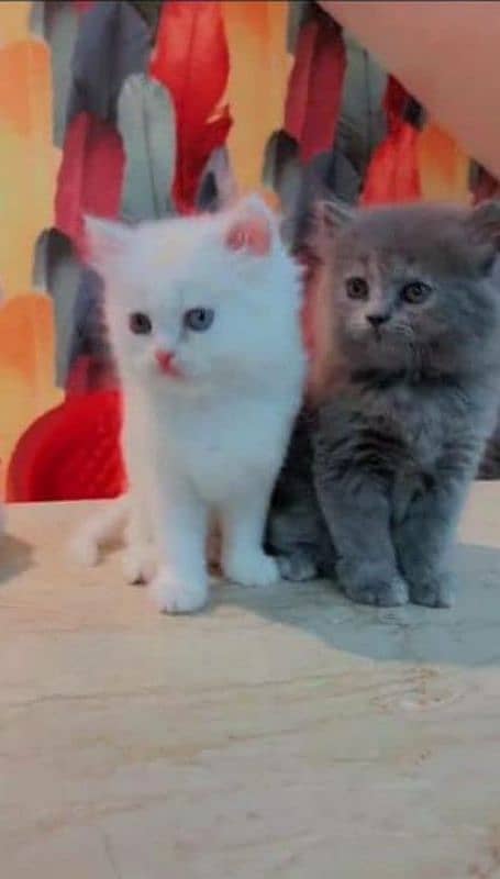 Persian beautiful cat for saleCalCall my WhatsApp number 03232245291 1