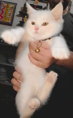 With all accessories male potty trained Perisan kitten