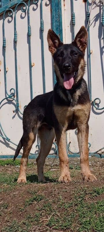 Alsatian mail 3 months for sale 2