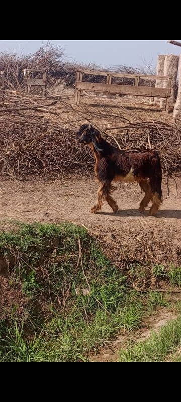 Multani naachi goats&breeder 0