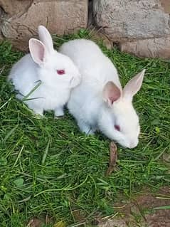 3 weeks old rabbit