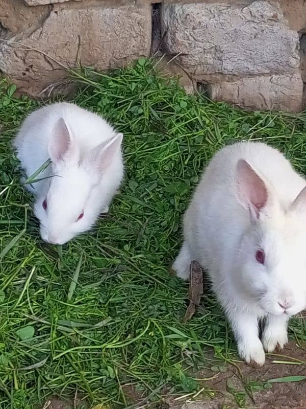 3 weeks old rabbit 1