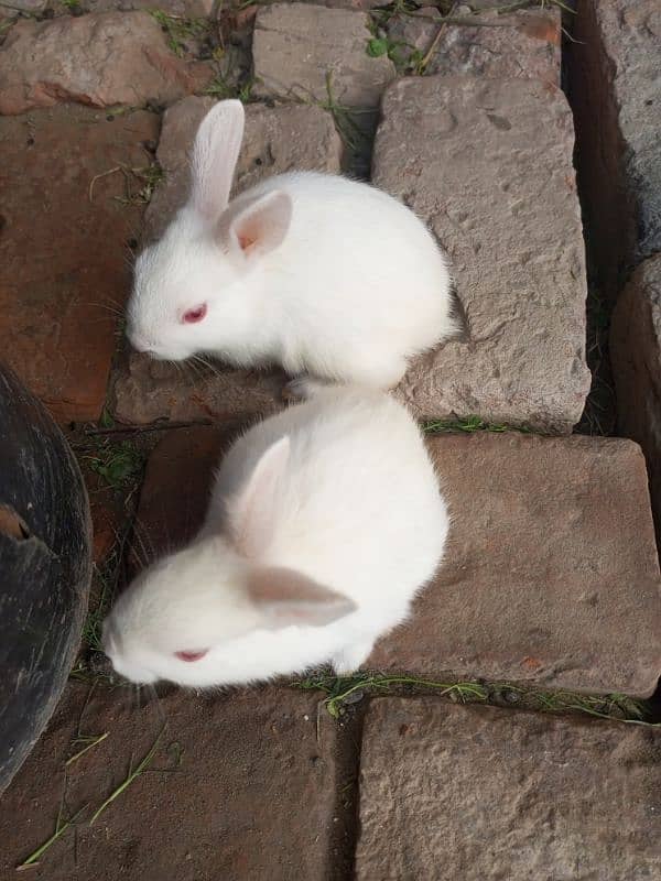 3 weeks old rabbit 2