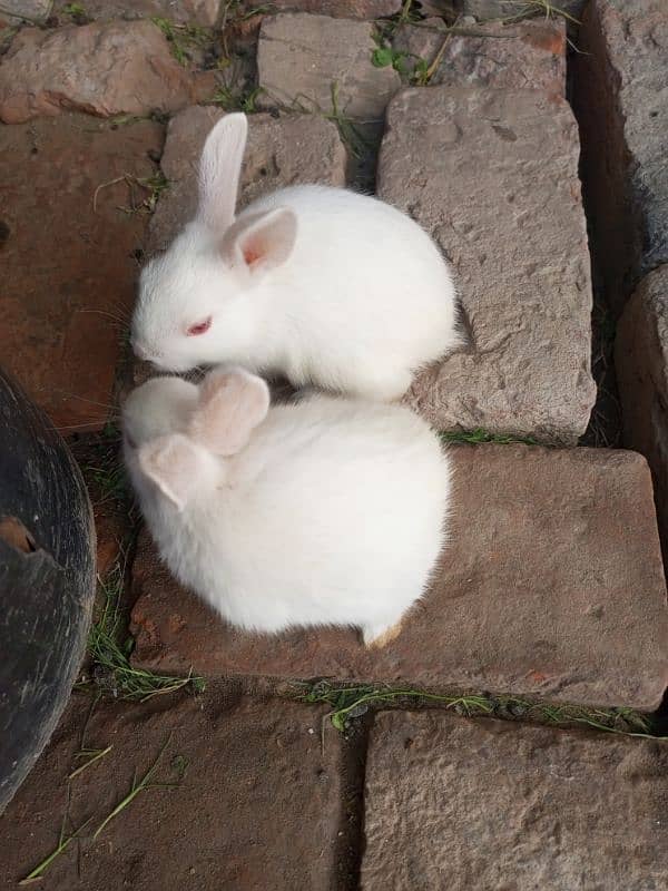 3 weeks old rabbit 3