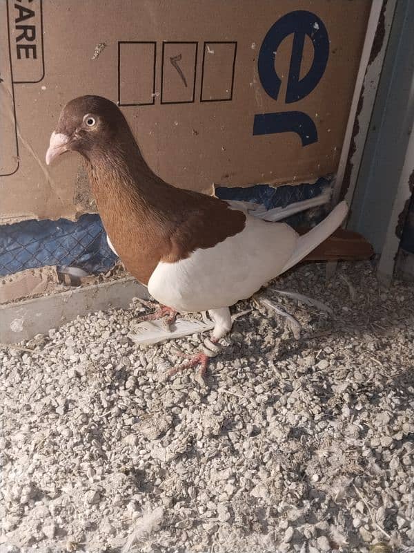 Asrali male for sale 7