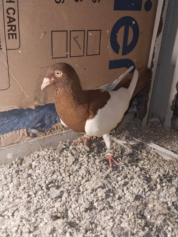 Asrali male for sale 8