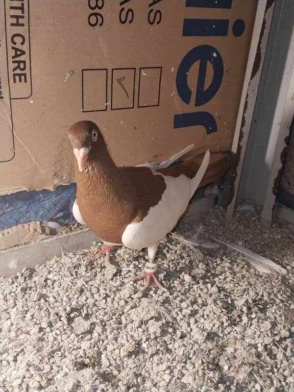 Asrali male for sale 9