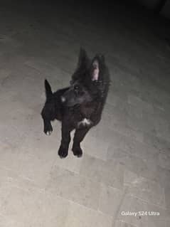 Black German Shepherd