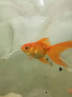 GOLDFISH PAIR FOR SELL