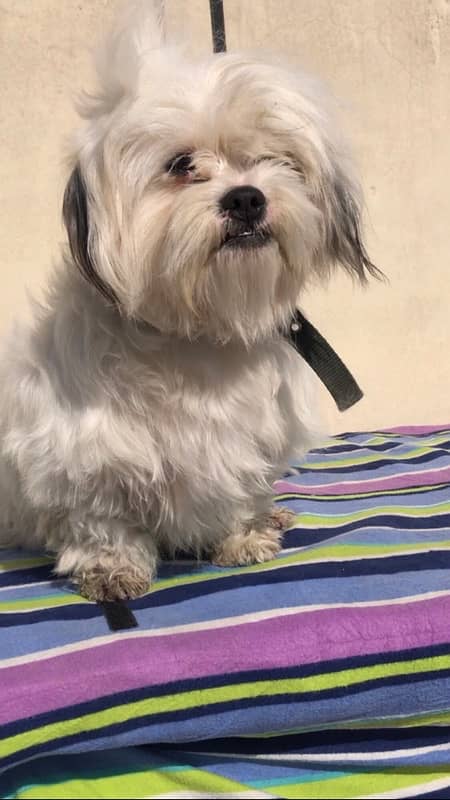 Lhasa apso female for sale 0