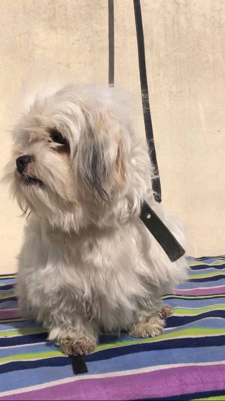 Lhasa apso female for sale 1