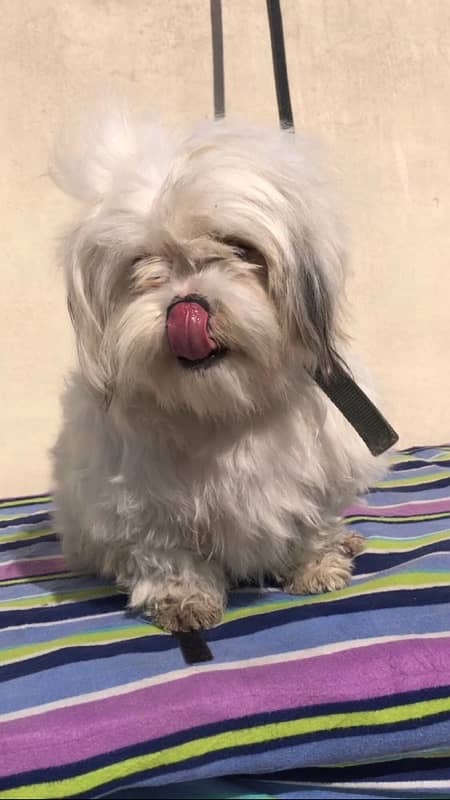 Lhasa apso female for sale 2