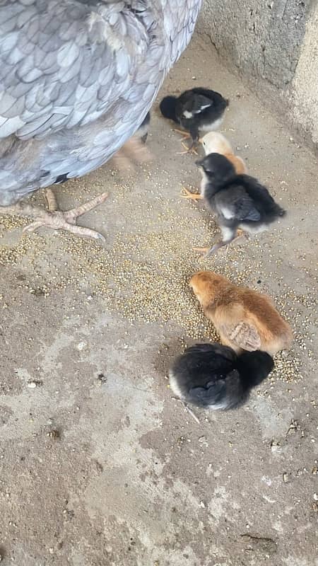 Australorp chicks available 0