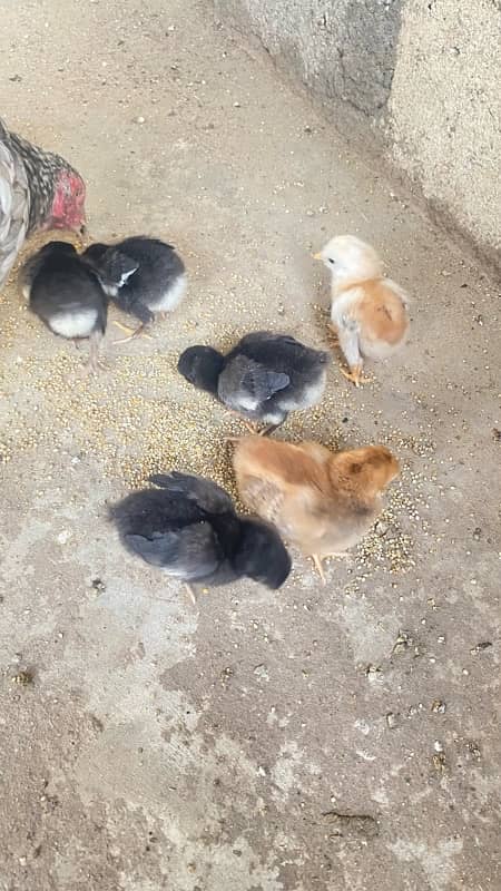 Australorp chicks available 1