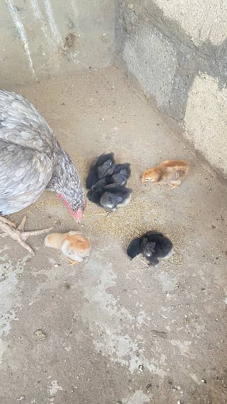 Australorp chicks available 2