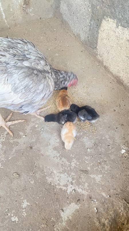 Australorp chicks available 3