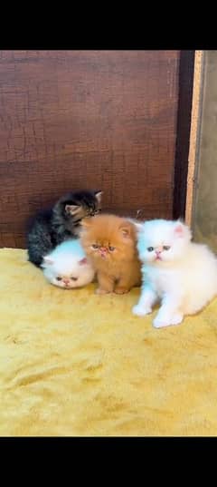 pure Persian cat for sale my WhatsApp number 03292443631